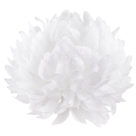 Chrysanthemum