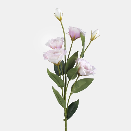 Lisianthus