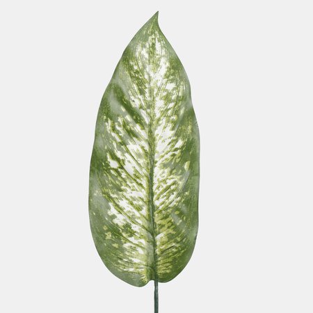 Dieffenbachia leaf