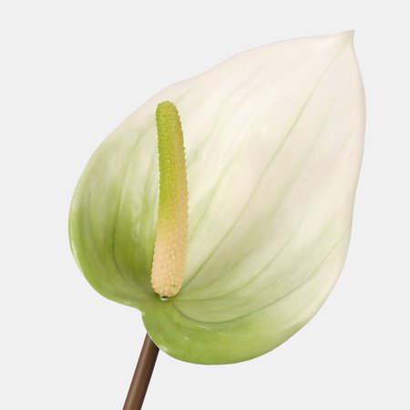 Anthurium XXL