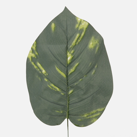 Scindapsus leaf