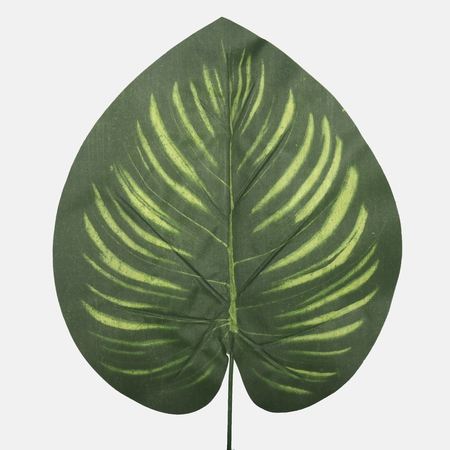 Philodendron leaf