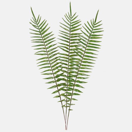 Fern leaf