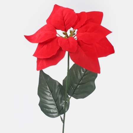 Poinsettia