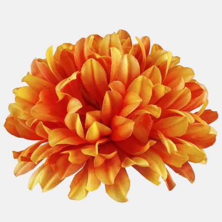 Chrysanthemum