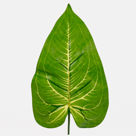 Pothos leaf