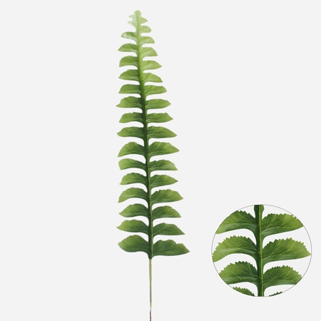 Fern leaf