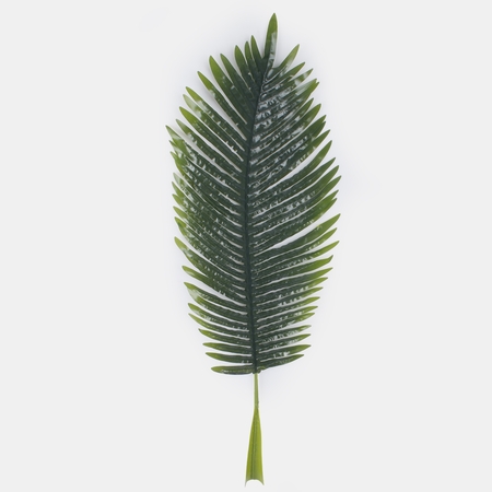 Palm leaf