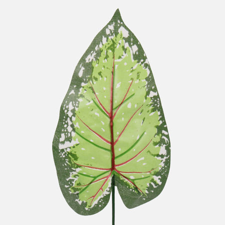 Caladium leaf