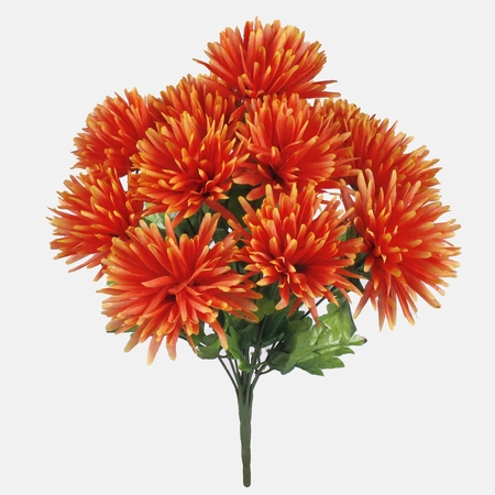 Chrysanthemum x 11