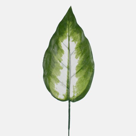 Dieffenbachia leaf