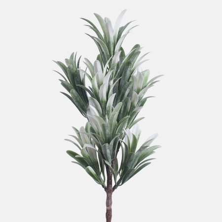 Dracaena mini