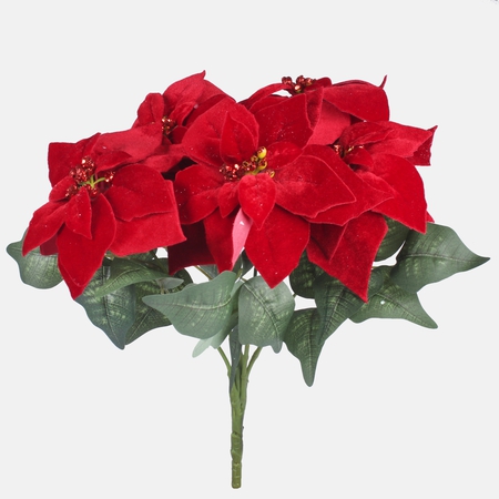 Velvet poinsettia