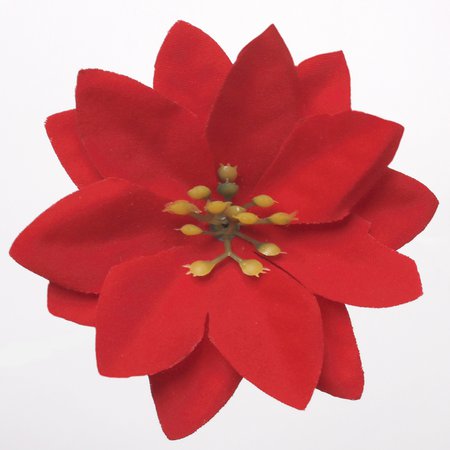 Poinsettia