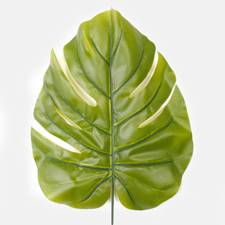 Philodendron leaf