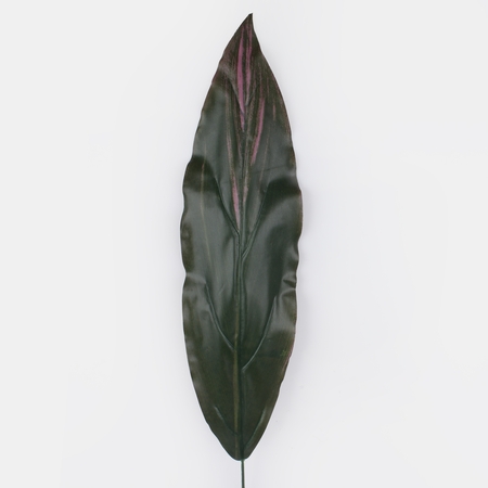 Dracaena leaf