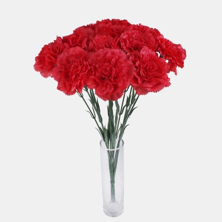 Carnation