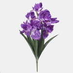 Violet (Q453-01)