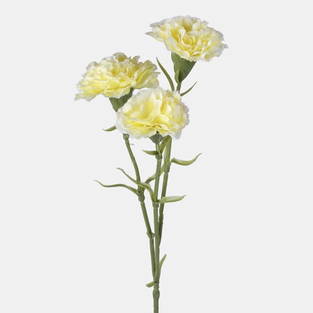 Carnation