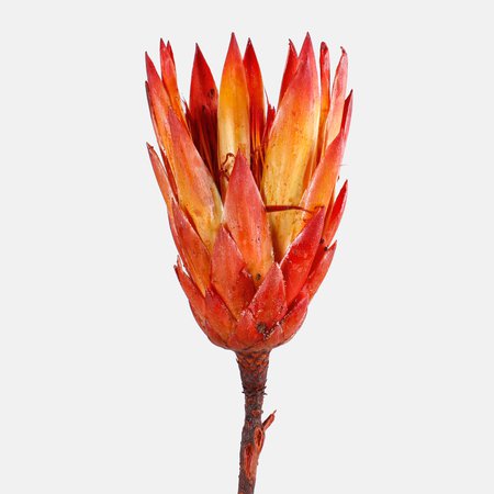 Protea x 5 pcs.