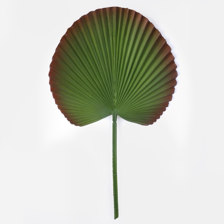 Rubber palm leaf