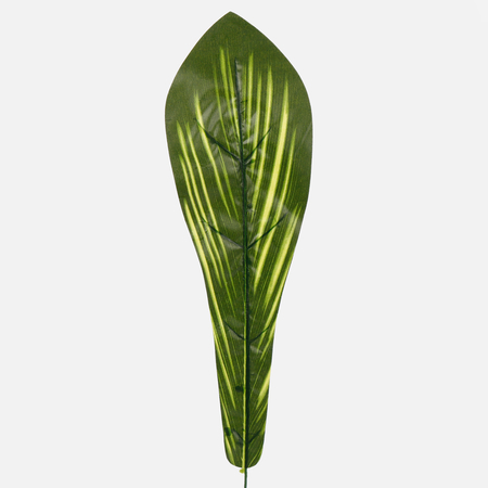 Asplenium leaf