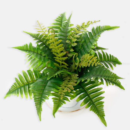 Fern