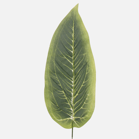 Dieffenbachia leaf