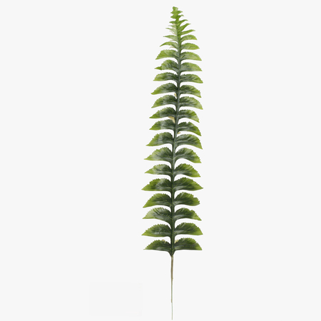 Fern leaf