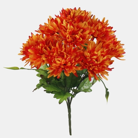 Chrysanthemum x 9