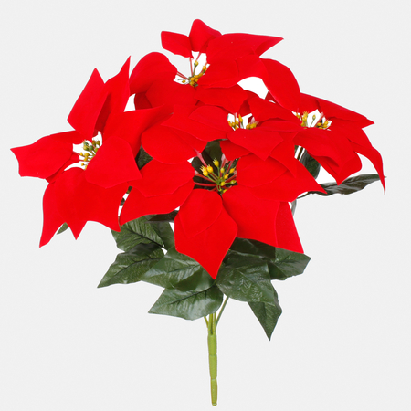 Poinsettia x 5