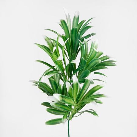 Dracaena twig