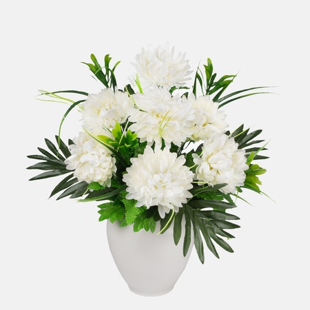 Chrysanthemum x 7