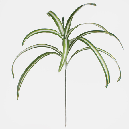 Spider plant