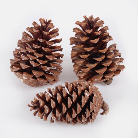 Pine Cone