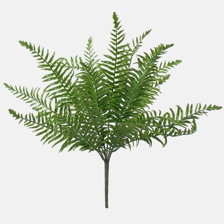 Fern bush