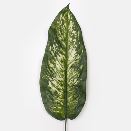 Dieffenbachia leaf