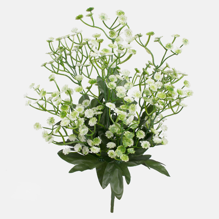 Gypsophila x 10