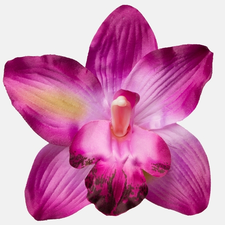 Orchid