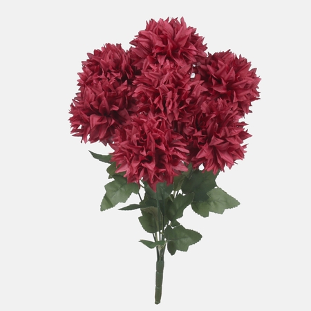 Chrysanthemum x 7