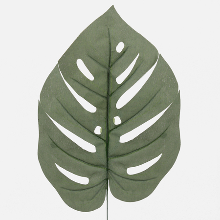 Monstera leaf