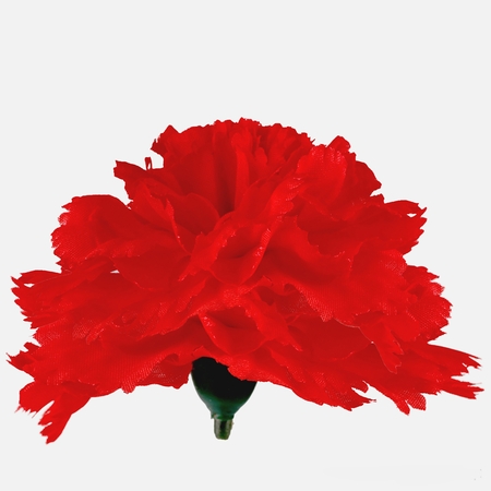 Carnation