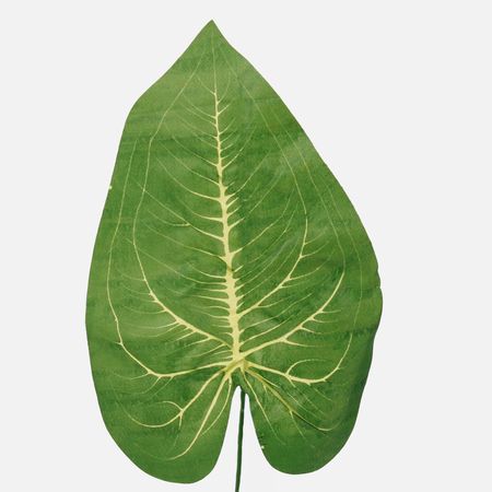 Pothos leaf