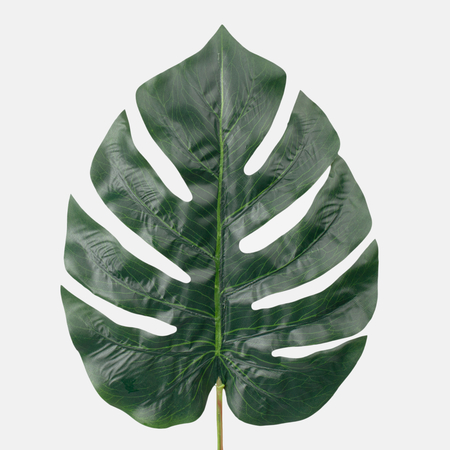 Philodendron leaf