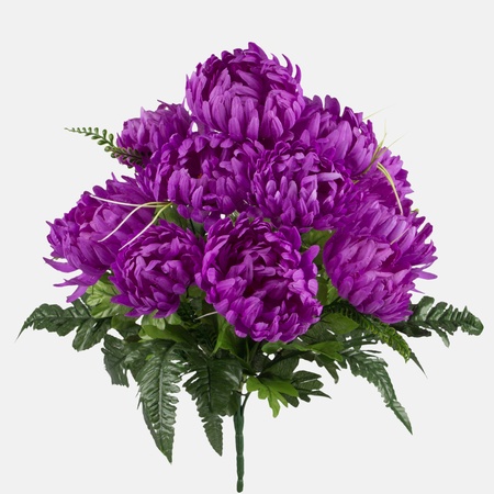 Chrysanthemum x 12