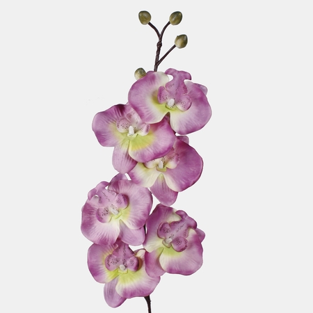 Satin orchid