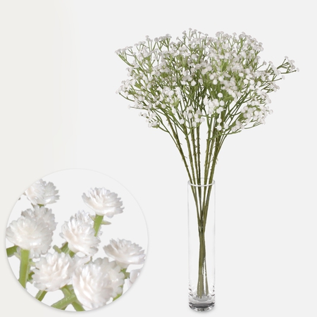 Gypsophila