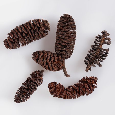 Birch pine cones 200 g