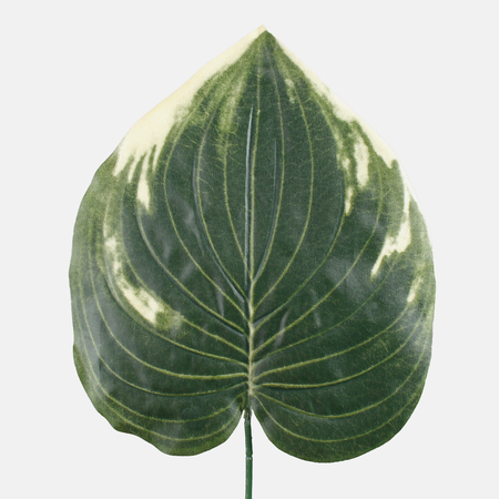 Philodendron leaf