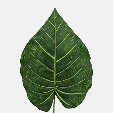 Pothos leaf